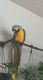 Macaw Birds for sale in Chico, CA, USA. price: NA