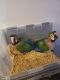 Macaw Birds for sale in Miami Lakes, FL, USA. price: NA