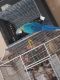 Macaw Birds for sale in Lemoore, CA 93245, USA. price: NA