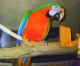 Macaw Birds for sale in Rosemount, MN 55068, USA. price: NA