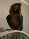 Macaw Birds for sale in Decatur, IL, USA. price: $1,400