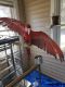 Macaw Birds for sale in Rock Island, IL, USA. price: $1,300