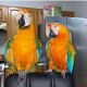 Macaw Birds for sale in Loomis, CA, USA. price: NA
