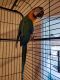 Macaw Birds for sale in Shelton, CT 06484, USA. price: $1,500