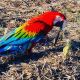 Macaw Birds for sale in Salt Lake City, UT, USA. price: $1,300