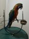 Macaw Birds for sale in Brooklyn, NY, USA. price: NA