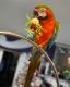 Macaw Birds for sale in Fresno, CA, USA. price: $950