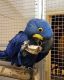Macaw Birds for sale in Downtown San Diego, San Diego, CA, USA. price: NA