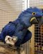 Macaw Birds for sale in 20011 Ventura Blvd, Woodland Hills, CA 91364, USA. price: NA