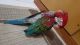 Macaw Birds for sale in Cape Coral, FL, USA. price: NA
