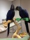 Macaw Birds for sale in Ohio City, Cleveland, OH, USA. price: NA