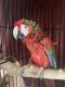 Macaw Birds for sale in Milwaukee, WI, USA. price: $5,400