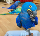 Macaw Birds for sale in Cameron, LA, USA. price: $640