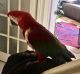 Macaw Birds for sale in Cameron, LA, USA. price: $600