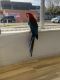 Macaw Birds for sale in 9700 Lorain Ave, Cleveland, OH 44102, USA. price: $1,400