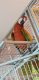 Macaw Birds for sale in Danbury, CT, USA. price: NA