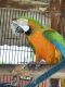Macaw Birds for sale in VLG WELLINGTN, FL 33414, USA. price: NA