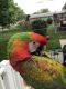 Macaw Birds for sale in Holdrege, NE 68949, USA. price: NA