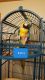 Macaw Birds for sale in Wilmington, OH 45177, USA. price: NA