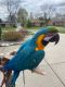 Macaw Birds for sale in 8169 Wormer, Dearborn Heights, MI 48127, USA. price: $5,500