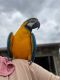 Macaw Birds for sale in 8169 Wormer, Dearborn Heights, MI 48127, USA. price: NA