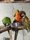 Macaw Birds for sale in Oswego, IL, USA. price: NA
