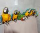 Macaw Birds for sale in San Jose, CA 95118, USA. price: $400