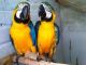 Macaw Birds for sale in San Francisco, CA 94105, USA. price: NA