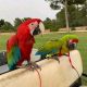 Macaw Birds for sale in Atlanta, GA, USA. price: NA