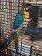 Macaw Birds for sale in Chicago, IL, USA. price: $3,500