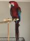 Macaw Birds for sale in Las Vegas, NV, USA. price: $1,850