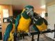 Macaw Birds for sale in California City, CA, USA. price: $450