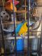 Macaw Birds for sale in Horseheads, NY 14845, USA. price: NA