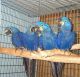 Macaw Birds for sale in Egbert North Rd, Wyoming 82053, USA. price: NA