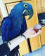 Macaw Birds for sale in Florida Mall Ave, Orlando, FL 32809, USA. price: NA