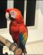 Macaw Birds for sale in Florida's Turnpike, Orlando, FL, USA. price: NA