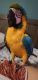 Macaw Birds for sale in Laveen Village, Phoenix, AZ, USA. price: $3,000