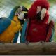 Macaw Birds for sale in Mississippi Ave, Denver, CO 80247, USA. price: NA