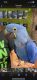 Macaw Birds for sale in Ashburn, VA, USA. price: NA
