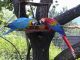Macaw Birds for sale in Cincinnati, OH, USA. price: NA