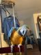 Macaw Birds for sale in Bolingbrook, IL, USA. price: $3,890