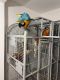 Macaw Birds for sale in Jaite, Brecksville, OH 44141, USA. price: $740