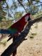 Macaw Birds for sale in Commerce City, CO, USA. price: $3,000