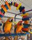 Macaw Birds for sale in New Jersey Turnpike, Kearny, NJ, USA. price: NA