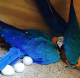 Macaw Birds for sale in Provo, UT, USA. price: $45