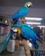 Macaw Birds for sale in Miami Gardens, FL, USA. price: NA