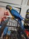 Macaw Birds for sale in 2022 N Main St, Kissimmee, FL 34744, USA. price: $2,200