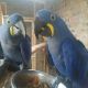 Macaw Birds for sale in Tennessee City, TN 37055, USA. price: NA