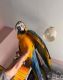 Macaw Birds for sale in Mt Laurel Township, NJ, USA. price: NA