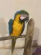 Macaw Birds for sale in Richton, MS 39476, USA. price: NA